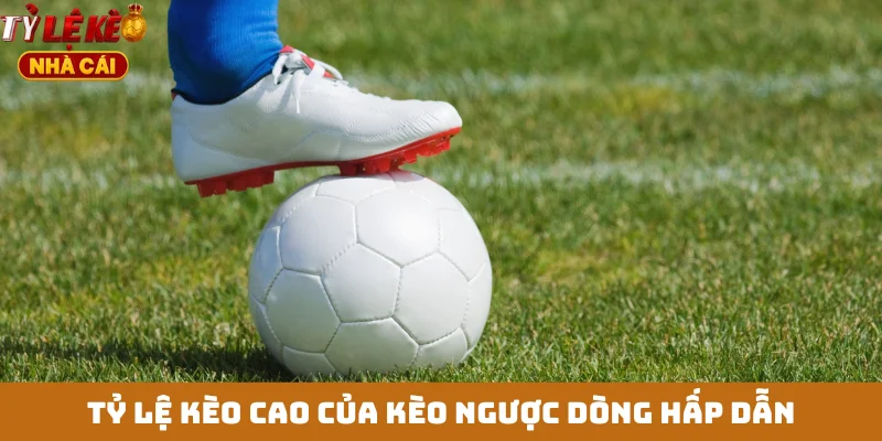 Tỷ lệ kèo cao của kèo ngược dòng hấp dẫn